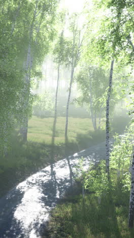 sunlit forest path with mist