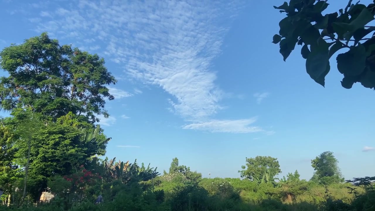 ท้องฟ้าสีครามสดใสพร้อมเมฆสีขาวเหนือหมู่ต้นไม้เขียวขจี