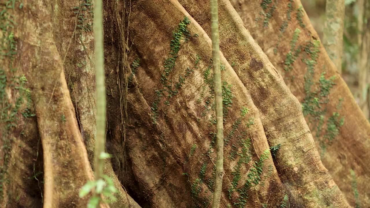 Camera slowly pans across large moss-covered tree roots and hanging vines in a dense, sunlit forest. Soft natural lighting and earthy tones dominate