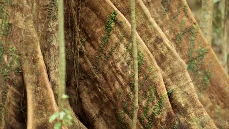 camera slowly pans across large moss-covered tree roots and hanging vines in a dense, sunlit forest. soft natural lighting and earthy tones dominate