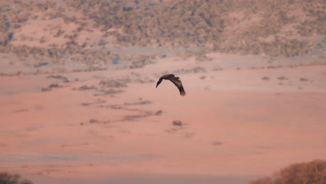 grúa de arena en solitario volando sobre la cordillera nevada al amanecer en cámara lenta