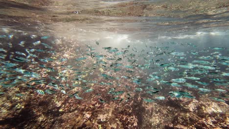 a shoal of small silver fish swims on a coral reef in shallow waters