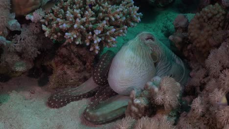 Common-Octopus-walking-over-coral