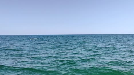 Dolphins-moving-through-the-water-near-the-Algarve