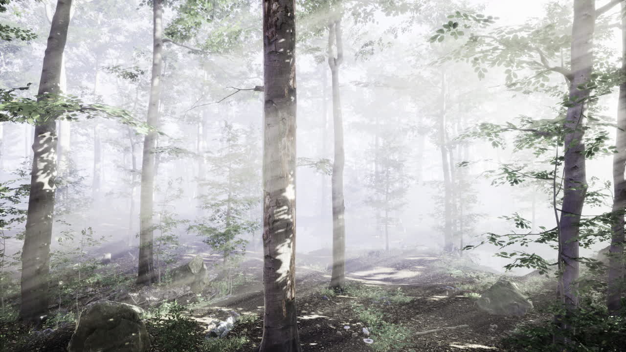 Mysterious forest shrouded in mist with rays of sunlight breaking through trees