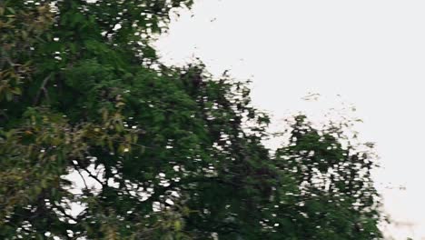 gran hornbill, buceros bicornis, volando desde una rama de un árbol desnudo hasta la parte superior del dosel de un árbol fructífero y luego comienza a alimentarse