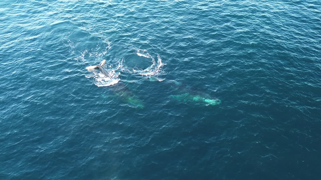 Drone aerial shot of 2 humpback whales spraying and swimming migrate travel tourism Central Coast Norah Head Newcastle NSW Australia 4K