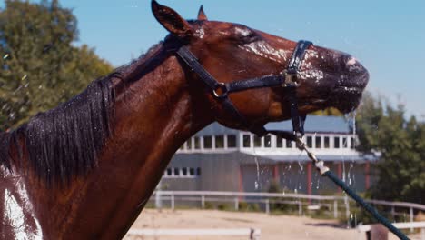 El-Caballo-Se-Lava-Con-Una-Manguera-1