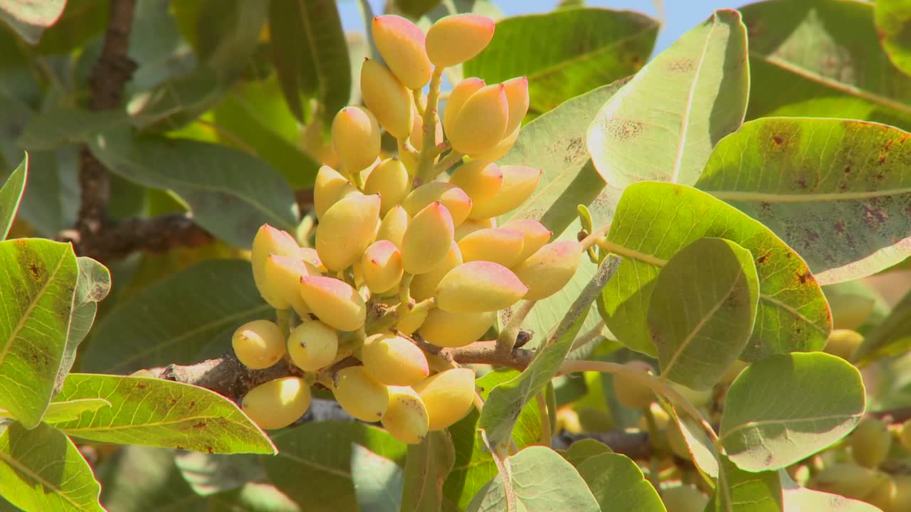pistachos cultivados en un huerto 1