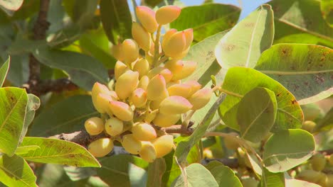 pistachios grown in an orchard  1