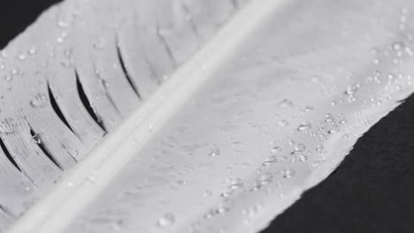 mikro-video von blatt- und wassertropfen mit kopierplatz