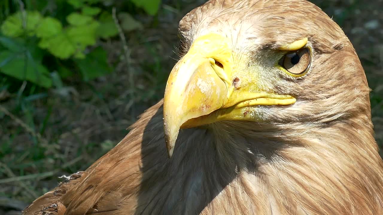 el águila se encuentra en la naturaleza en primer plano