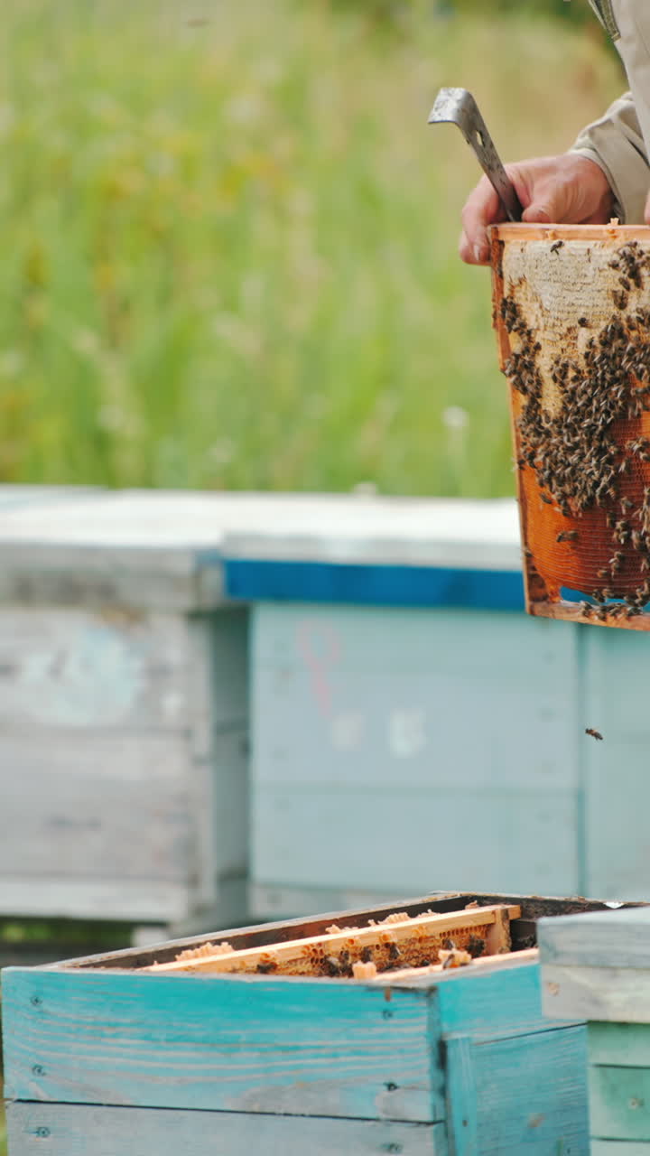 Male apiarist puts the frame into the hive after checking it thoroughly. Farmer check up at wooden apiary. Green nature in blur backdrop. Vertical video