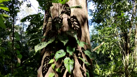 Tiro-Inclinado-De-Un-árbol-Gigante-En-La-Selva-Guatemalteca