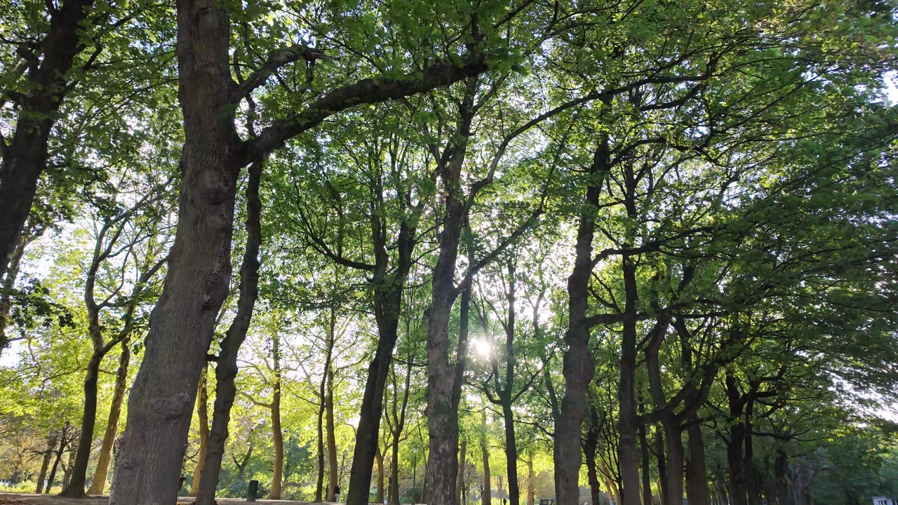 Sun shining through tall trees in a peaceful city park