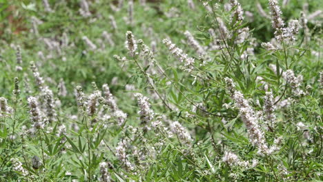 monk’s pepper with purple flower in the wind slomo