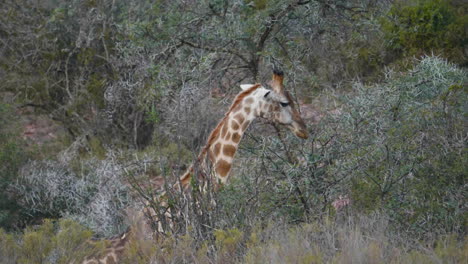 jirafa en la naturaleza comiendo hojas de un árbol de cerca