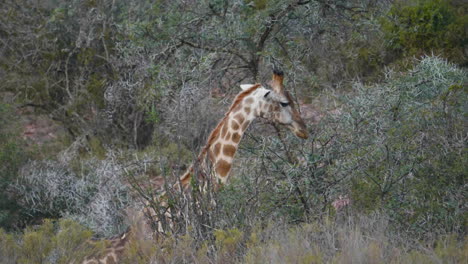 giraffe in the wild eating leaves from a tree close up