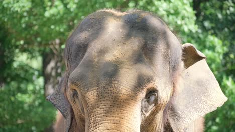 this is a close up view showcasing the majestic face of an elephant, with beautiful trees gracefully positioned in the background