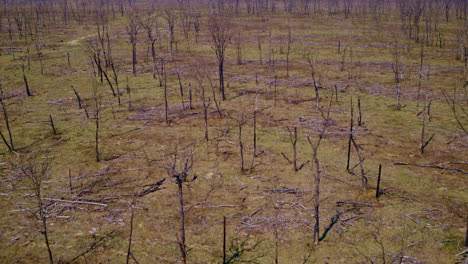 imágenes de un dron volando sobre un gran terreno afectado por incendios forestales.