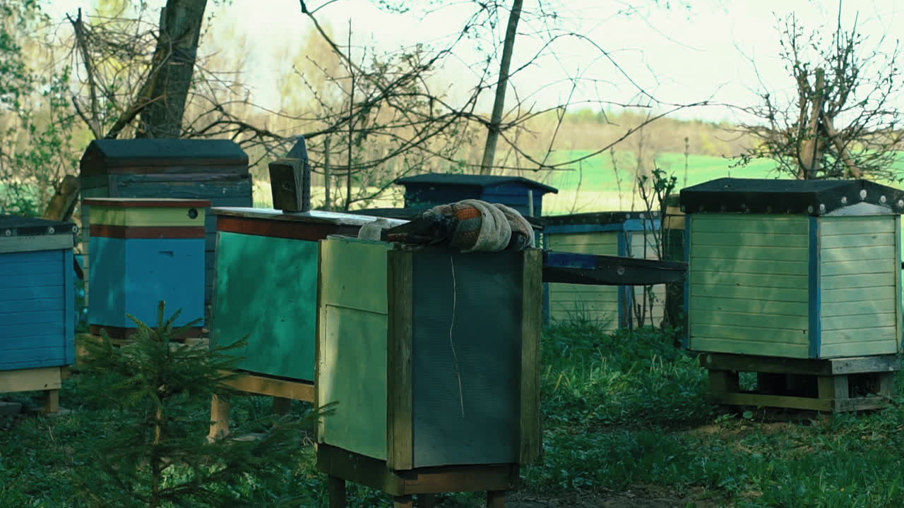 The beekeeper walks in the apiary, puts the smoke machine down on the hive