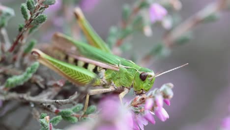 a green grasshopper on ling or heather , calluna vulgaris. highgate common nature reserve. staffordshire. uk. summer