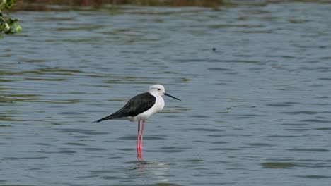 Mirando-Hacia-La-Derecha-Mientras-Descansa,-Zanco-De-Alas-Negras-Himantopus-Himantopus,-Tailandia