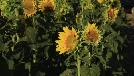 Wunderschönes-Sonnenblumenfeld-In-Zeitlupe