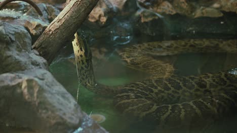 coiled snake in shallow water, blending with its surroundings, poised under a branch