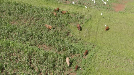 Antena-De-Drones-De-Rebaños-De-Ganado-Pastando-En-El-Campo-De-Maíz-Pájaros-Volando-Alrededor-De-Ellos