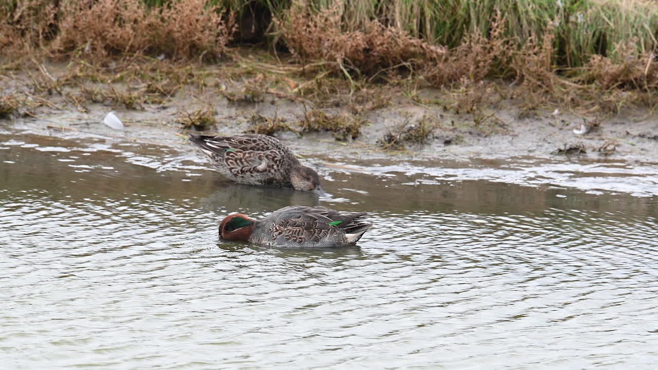 Common Teal male and female foraging in shallow water