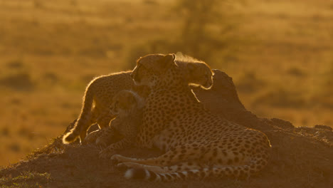 primer plano de guepardo hembra descansando con dos cachorros contra la luz solar retroiluminada al atardecer