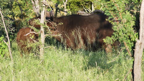 Cape-Buffalos-On-The-Grass-In-Klaserie-Private-Nature-Reserve,-South-Africa---medium-shot