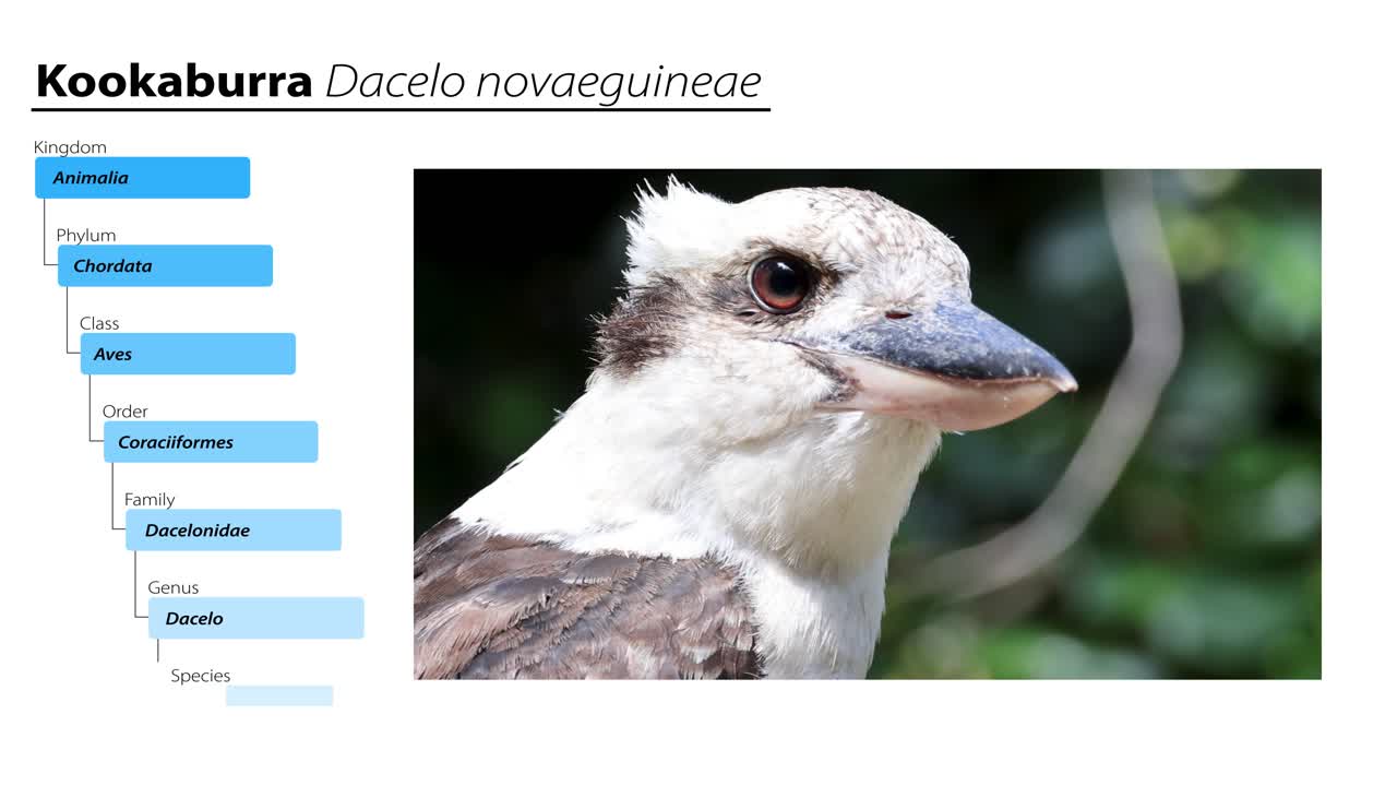 쿠카부라 새 의 다양한 클로즈업