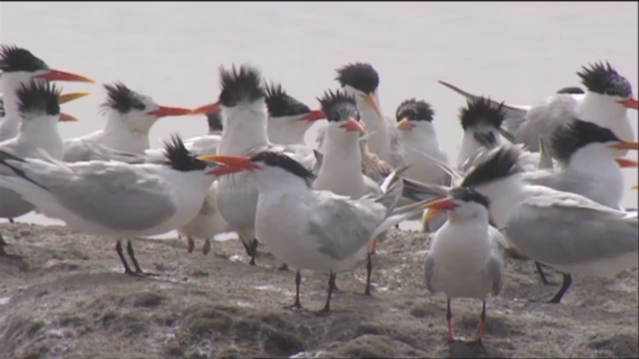 gaviotas y charranes cerca de un abrevadero 3