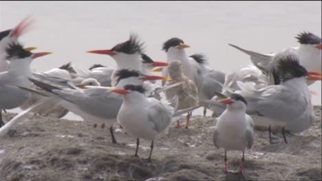 Gaviotas-Y-Charranes-Cerca-De-Un-Abrevadero-3