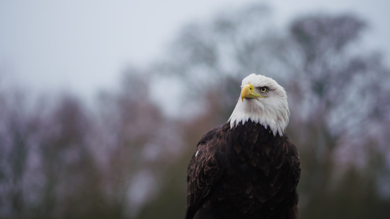 Bald Eagle Portrait