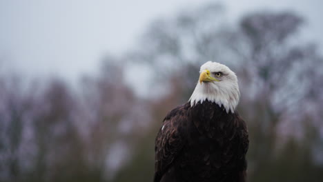 bald eagle portrait