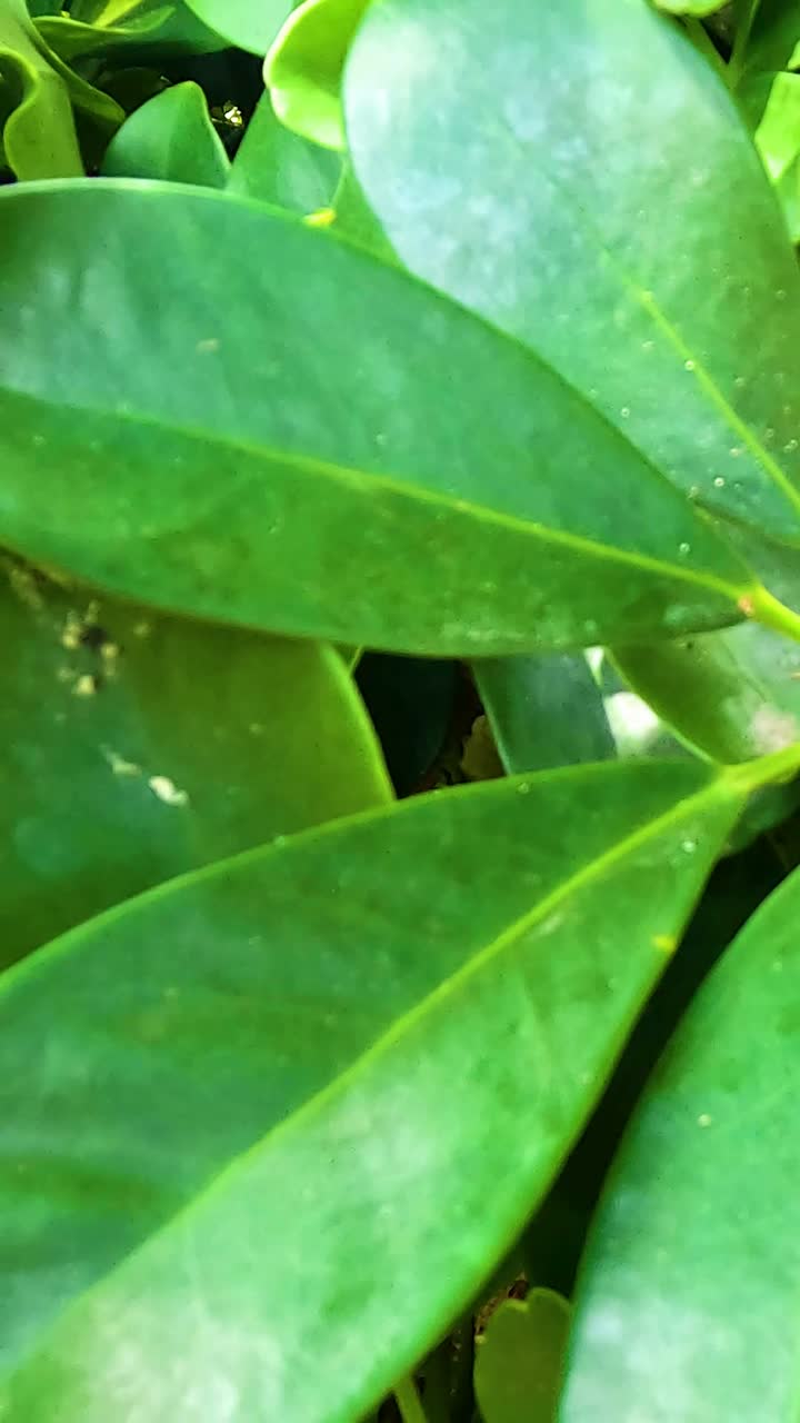 vista de cerca de las hojas verdes vibrantes