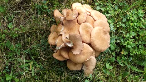 mushroom detail over lawn. panning capture