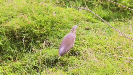 Schöner-Indischer-Teichreiher,-Der-Insekten-Im-Grasvogel-Jagt-Stockvideos-I-Brauner-Indischer-Teichreiher