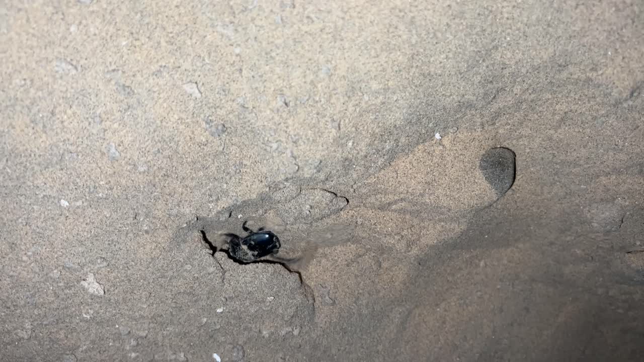 black and white photo of a bird on the beach