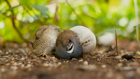 A-group-of-three-Chinese-king-quail-birds-relaxes-in-a-green-park