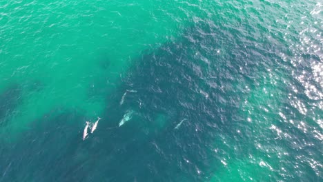 Swimming-Bottlenose-Dolphins-in-Cabarita-Beach,-Tweed-Shire,-Bogangar,-Northern-Rivers,-New-South-Wales,-Australia-Aerial-Shot