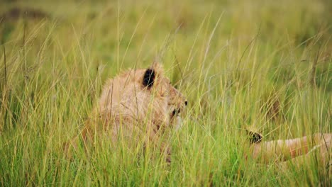 Toma-En-Cámara-Lenta-Del-León-De-La-Vida-Silvestre-Africana-Bostezando-Con-La-Boca-Abierta-Mostrando-Los-Dientes,-Detrás-De-La-Hierba-Alta-De-La-Exuberante-Reserva-Nacional-De-Masai-Mara,-Kenia,-Animales-De-Safari-De-áfrica-En-Masai-Mara