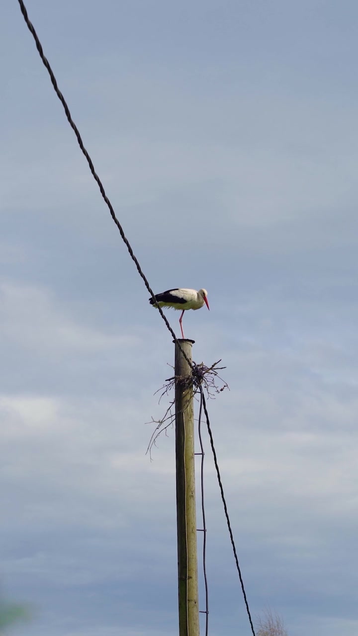 Video verticale dal basso di una cicogna bianca in piedi sulla cima di un palo di servizio con un piccolo nido, contro un cielo nuvoloso.