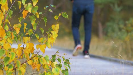 back view of caucasian male exploring nordic seaside forest, wooden pathway, man walking alone in the coastal pine forest, sunny day, yellow birch tree in focus, healthy activity concept, medium shot