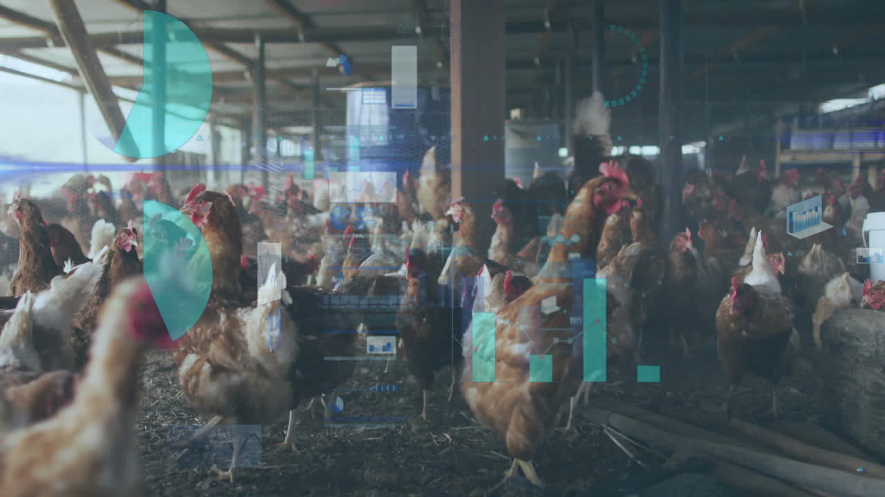 Brown hens walking and pecking in barn, showing digital monitoring charts in flat design