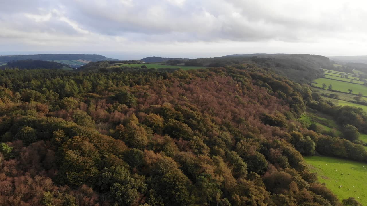 antena sobre bosque de otoño iluminado por el sol junto a campos verdes en east hill devon