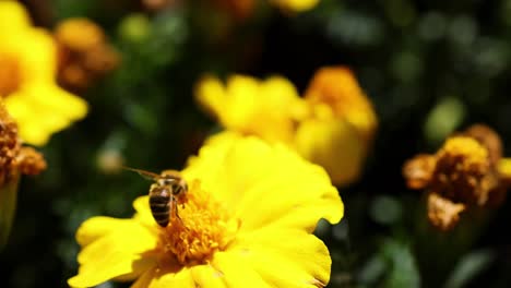 a bee actively pollinates a vivid yellow flower under bright sunlight, showcasing nature's beauty and interaction.